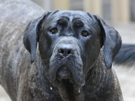 Zen Dogs Chicago Pack Priscilla