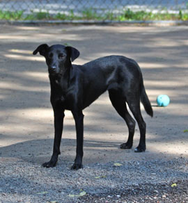 Zen Dogs Chicago Pack Pumpkin