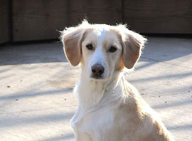 Zen Dogs Chicago Pack Riley