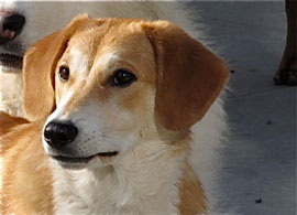 Zen Dogs Chicago Pack Rocky