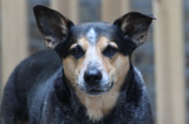 Zen Dogs Chicago Pack Sadie