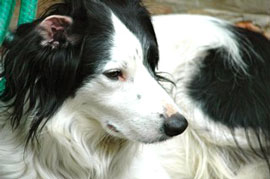 Zen Dogs Chicago Pack Simon