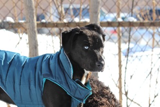 Zen Dogs Chicago Pack Sophie 1