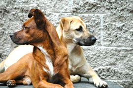 Zen Dogs Chicago Pack Soup and Sofie