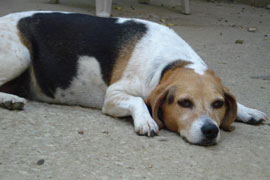 Zen Dogs Chicago Pack Spanky