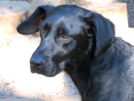 Zen Dogs Chicago Pack Stanley