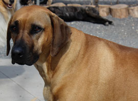 Zen Dogs Chicago Pack Summer