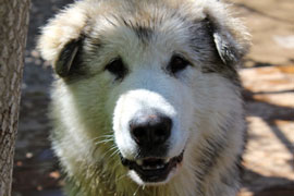 Zen Dogs Chicago Pack Tikkani