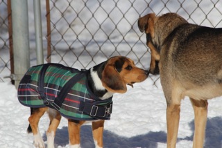Zen Dogs Chicago Pack Watson