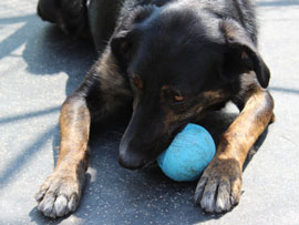 Zen Dogs Chicago Pack Willie