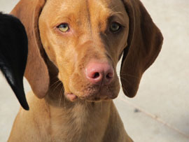 Zen Dogs Chicago Pack Wrigley