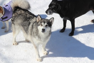 Zen Dogs Chicago Pack Wynonna