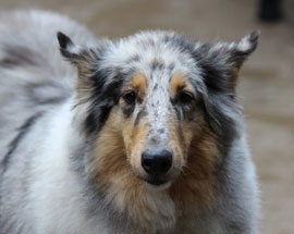 Zen Dogs Chicago Pack Zoe