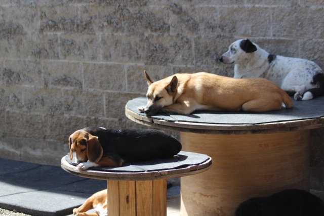 watson-leland-fergus-down-stay